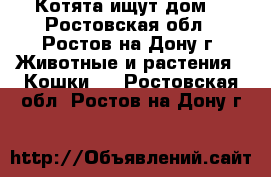 Котята ищут дом. - Ростовская обл., Ростов-на-Дону г. Животные и растения » Кошки   . Ростовская обл.,Ростов-на-Дону г.